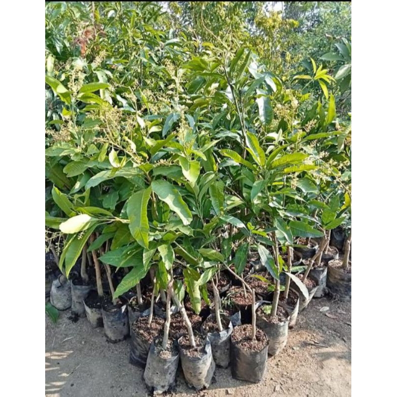 bibit mangga manalagi berbunga