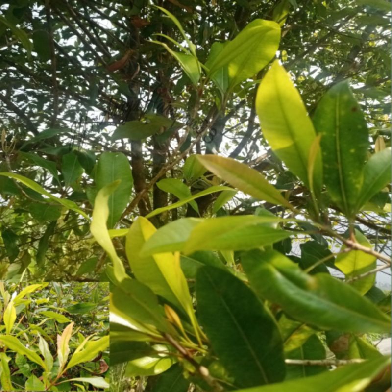 

Daun Cengkeh segar 1kg obat Hebal