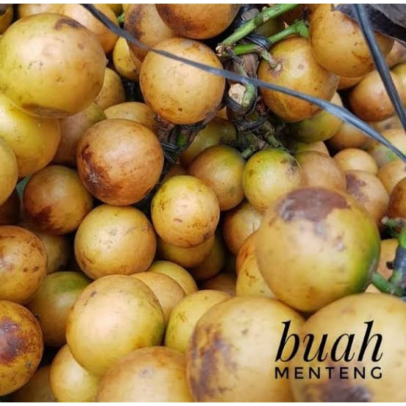 

Buah menteng besar 1 kg menteng mencoy buah musiman