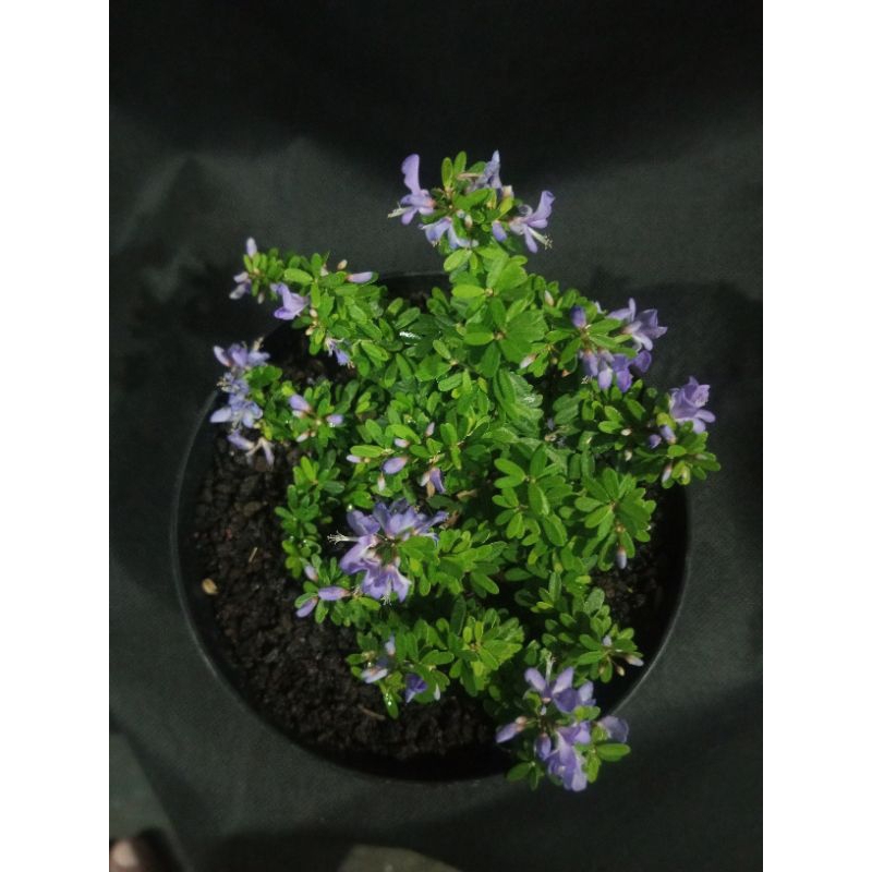 mame bonsai bahan-bonsai-saeng-simbur-super-mikro-thailand