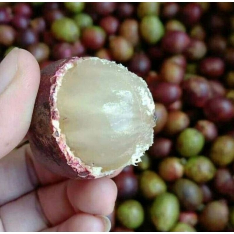 

PROMOO Buah Matoa / Matoa SUPER / Buah Langka