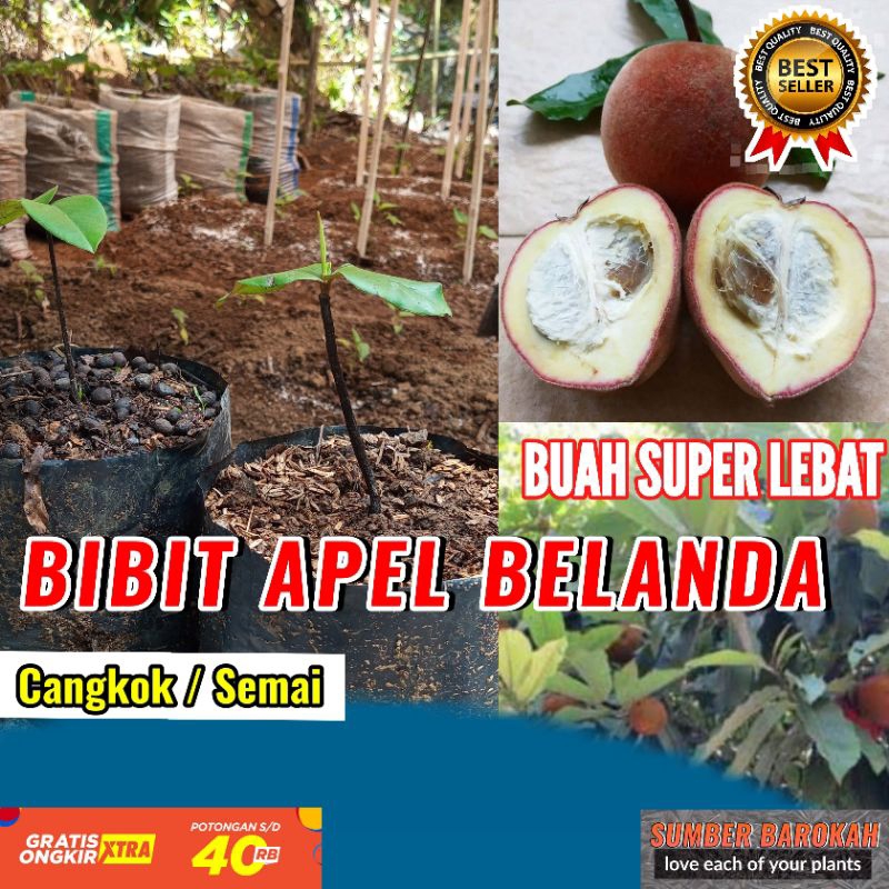 Bibit buah Apel Belanda - Buah impor apel belanda