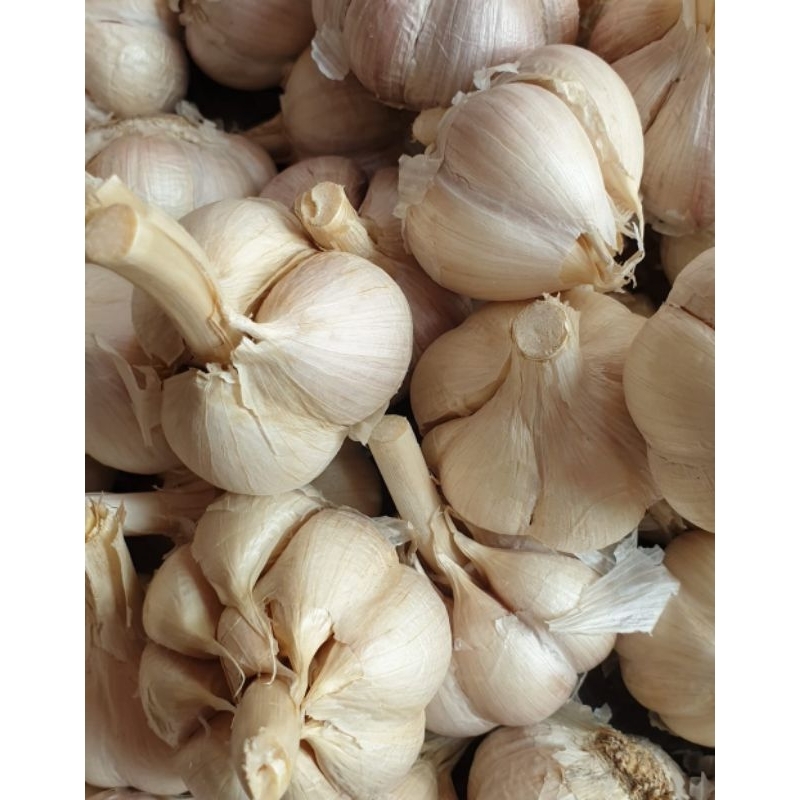 

BAWANG PUTIH KATENG 1/4KG LANGSUNG DARI PETANI