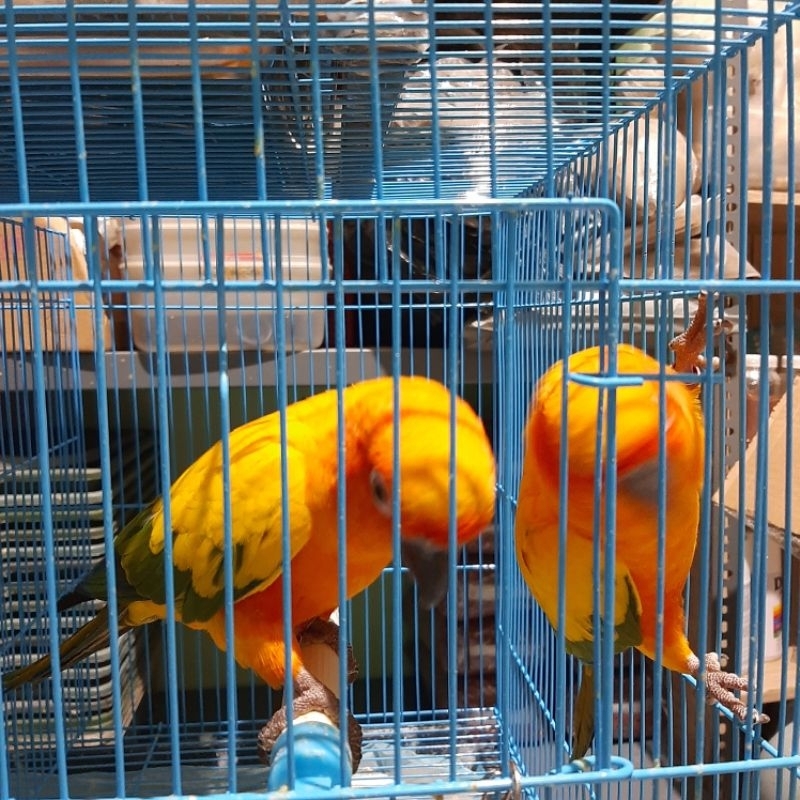 SUN CONURE PAIR DNA