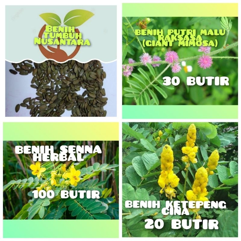 BENIH BUNGA PUTRI MALU RAKSASA(GIANT MIMOSA),SENNA HERBAL,DAN KETEPENG CINA