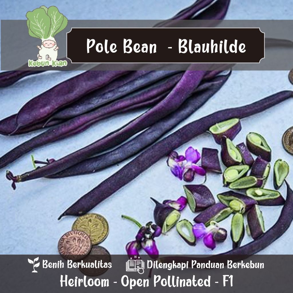 8 Biji - Benih Buncis Ungu Blauhilde. Pole Bean/ merambat.