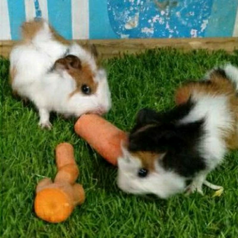 Marmut Abysinian / Guinea Pig / Marmut Indukan