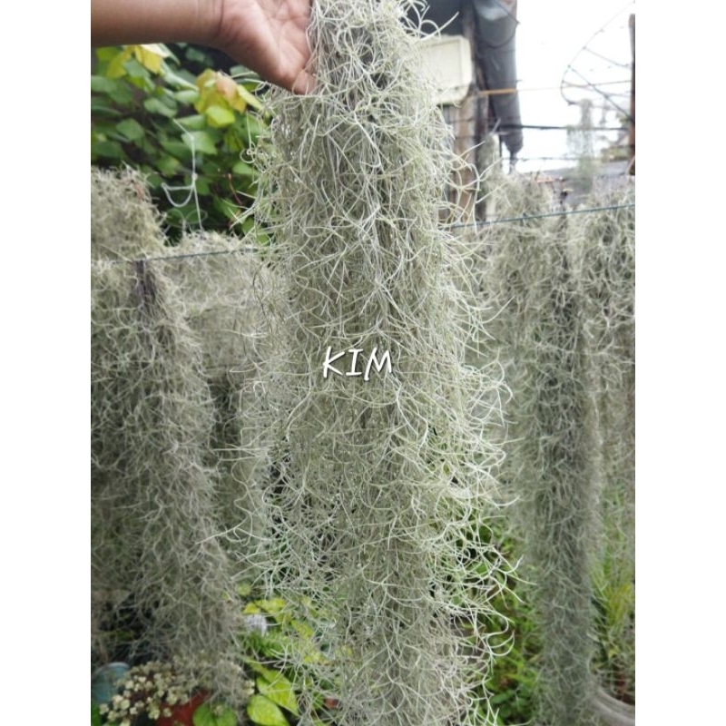 janggut musa | jenggot musa | tanaman hias | tanaman udara