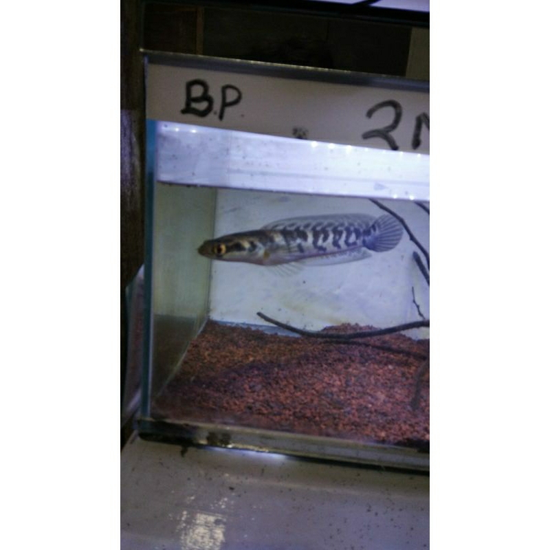 ikan channa maru ys ukuran 10-15cm