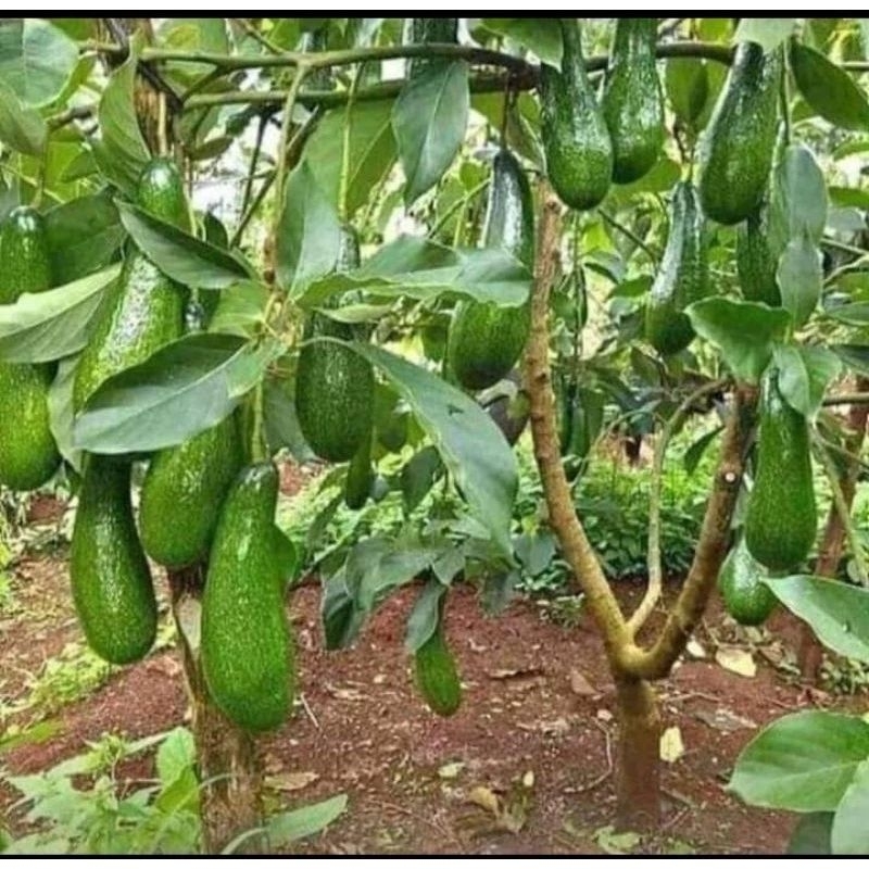 bibit alpukat kelud / subang