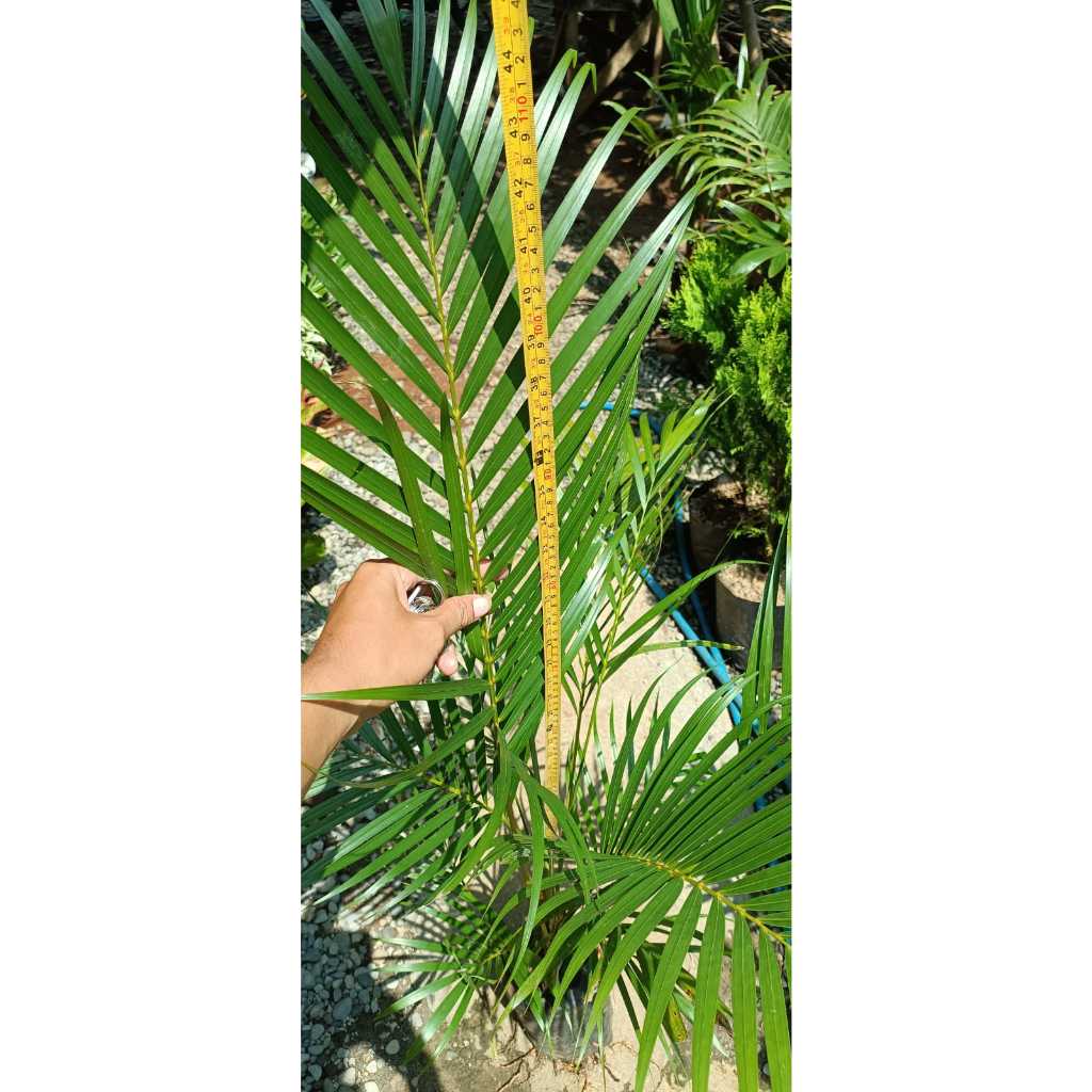 Palem Kuning 1 Meter Hida Bibit