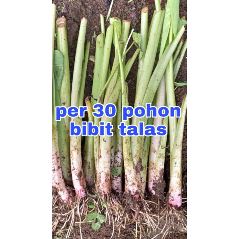 BIBIT TALAS BOGOR /talas Pratama/ per 30 pohon