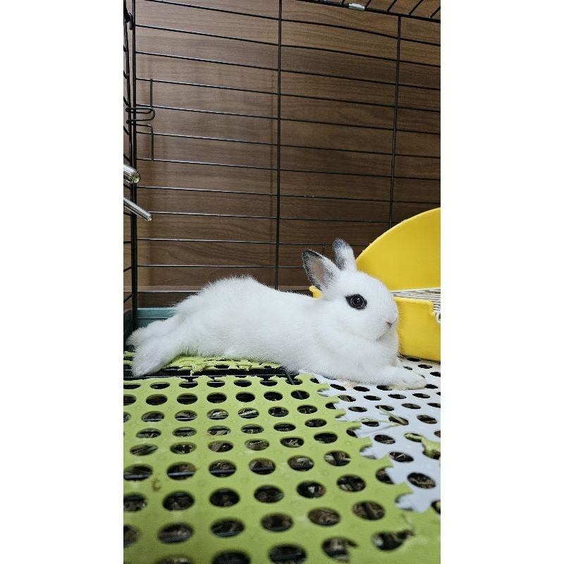Kelinci Netherland Dwarf Hotot Himalaya