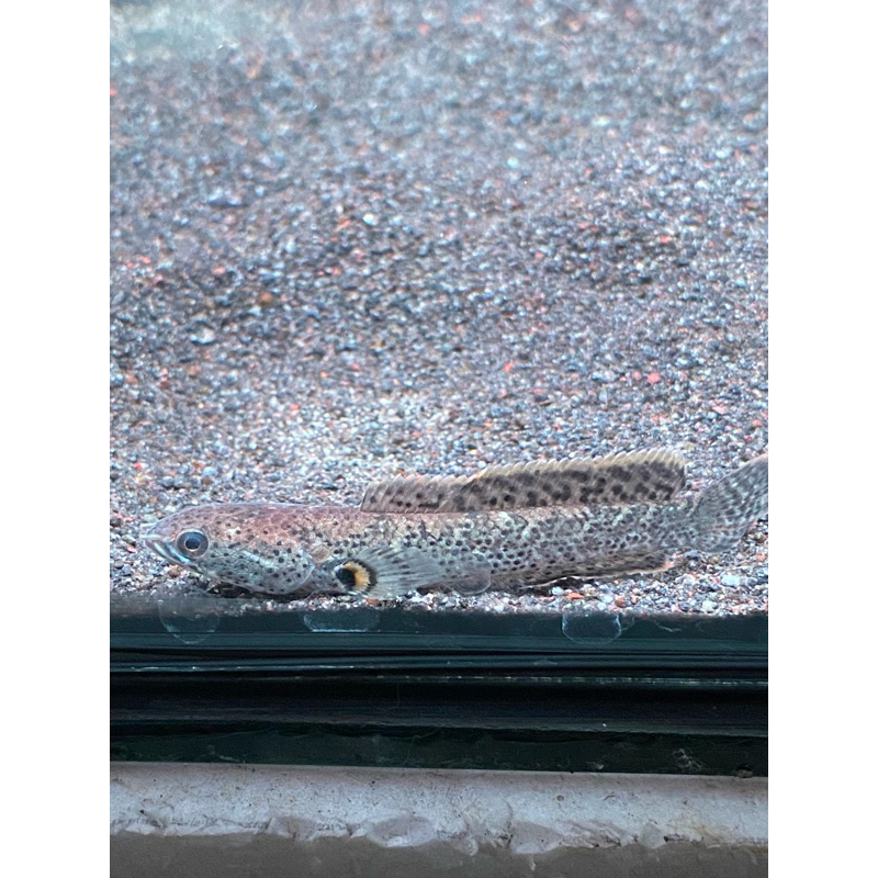 LIMBATA GRANIT X BUTTERFLY (RARE ITEM)