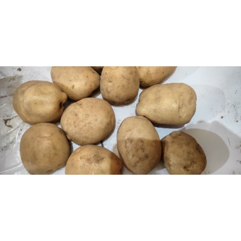 

kentang ukuran sedang