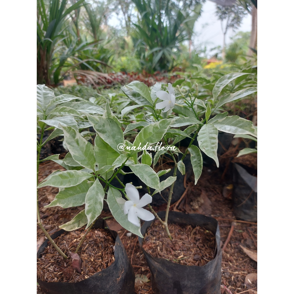 Tanaman Hias Saberna Mini Silver - Bibit Pohon Rombusa Mini Silver Rimbun