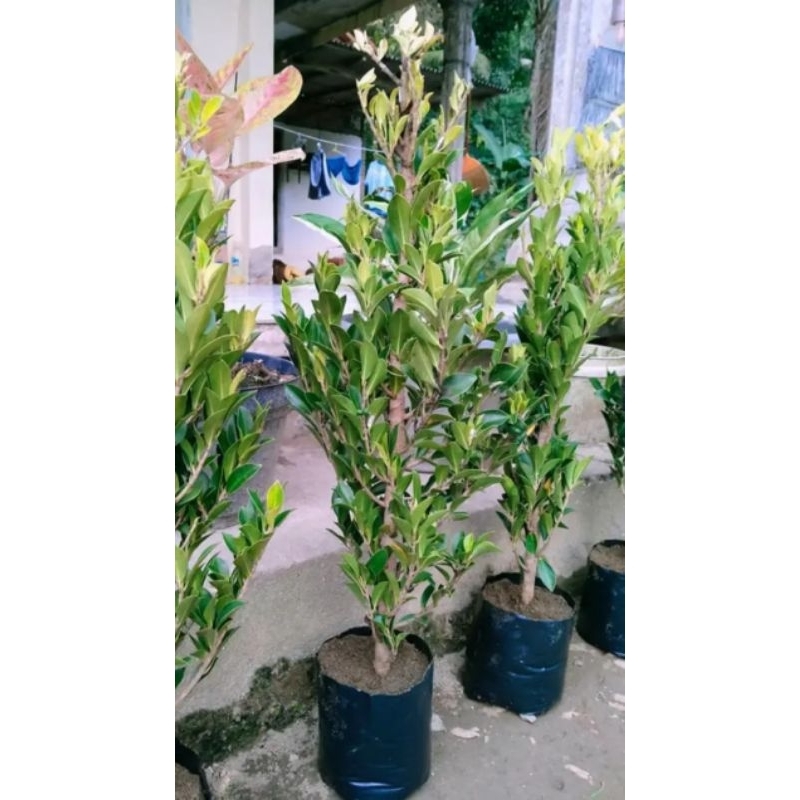 bahan bonsai beringin elegan/ficus elegan besar