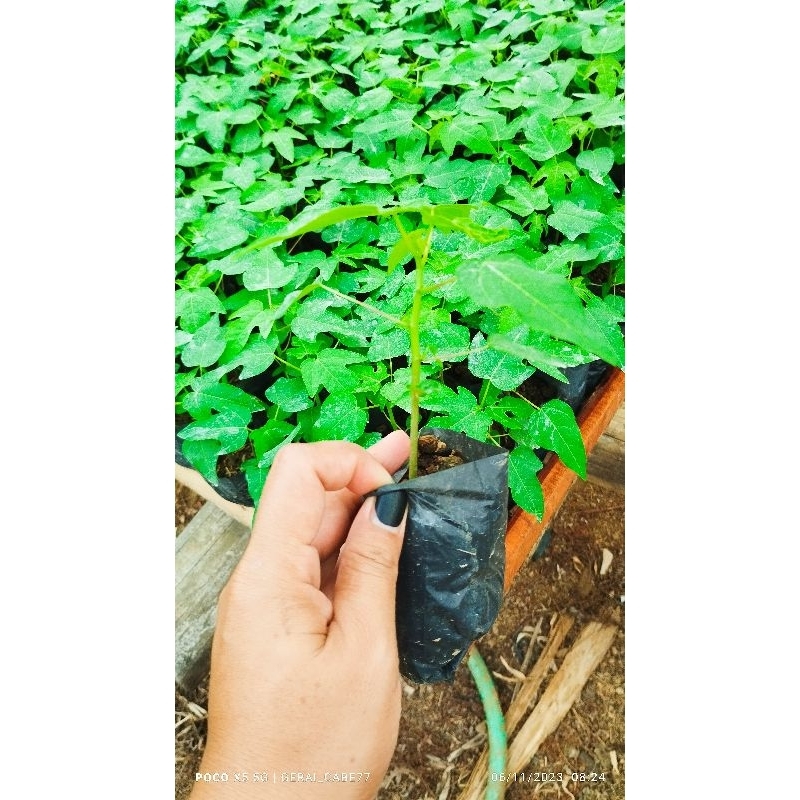 BIBIT  JADI TANAMAN  PEPAYA CALIFORNIA BERKUALITAS F1