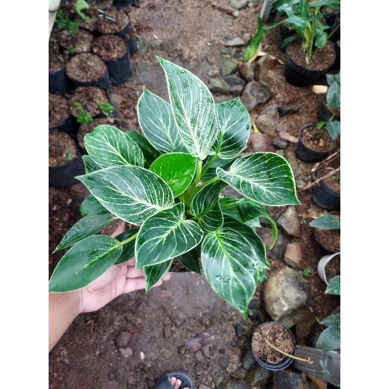 tanaman hias philodendron birkin - philo birkin rimbun