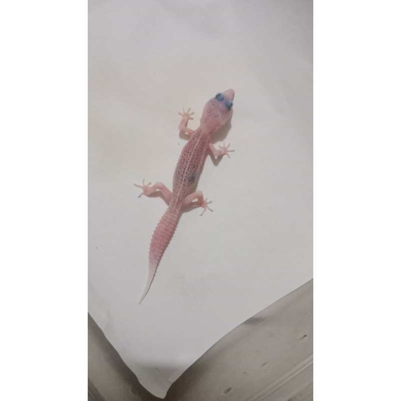 SSE PIED LINE SUPER PIED