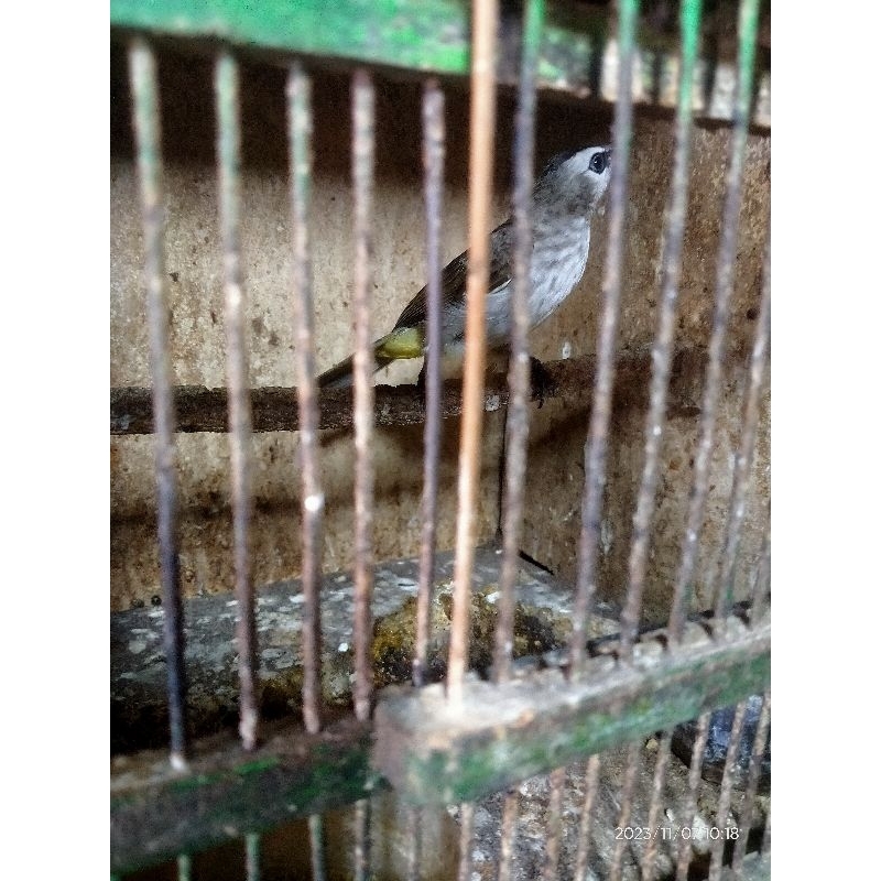 burung trucuk kebo besar