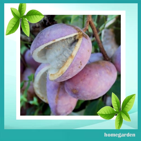 Homegarden Bibit Akebia Benih Anggur Coklat Jepang Akebia Quinata Bibit Tanaman Buah Anggur Jepang