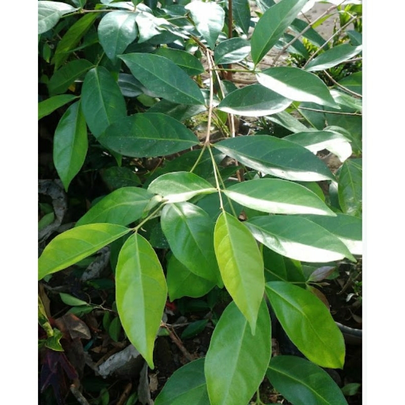 

daun salam per pick 100 lembar