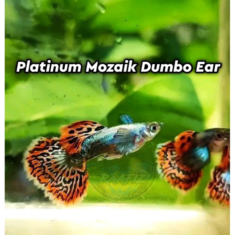 Guppy Platinum Mozaik Dumbo Ear