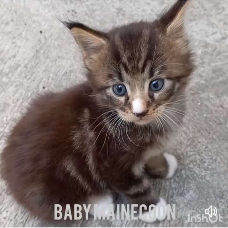 Kucing Kitten Mainecoon