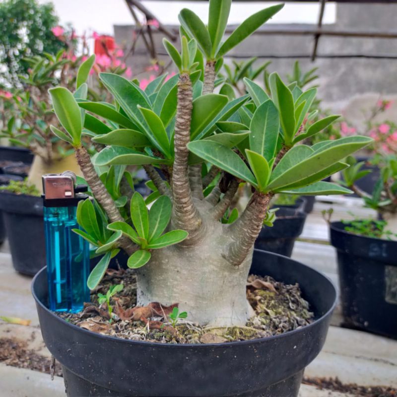 WKL x KLT (Adenium Arabicum/Karakter)