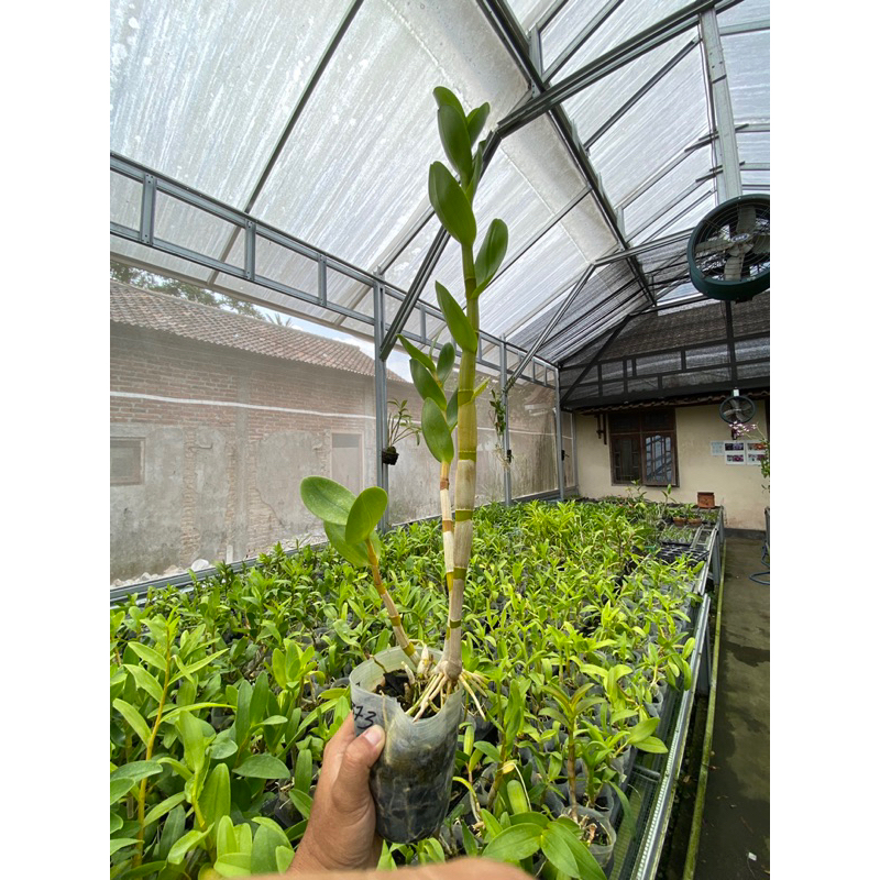 dendrobium dewasa no id