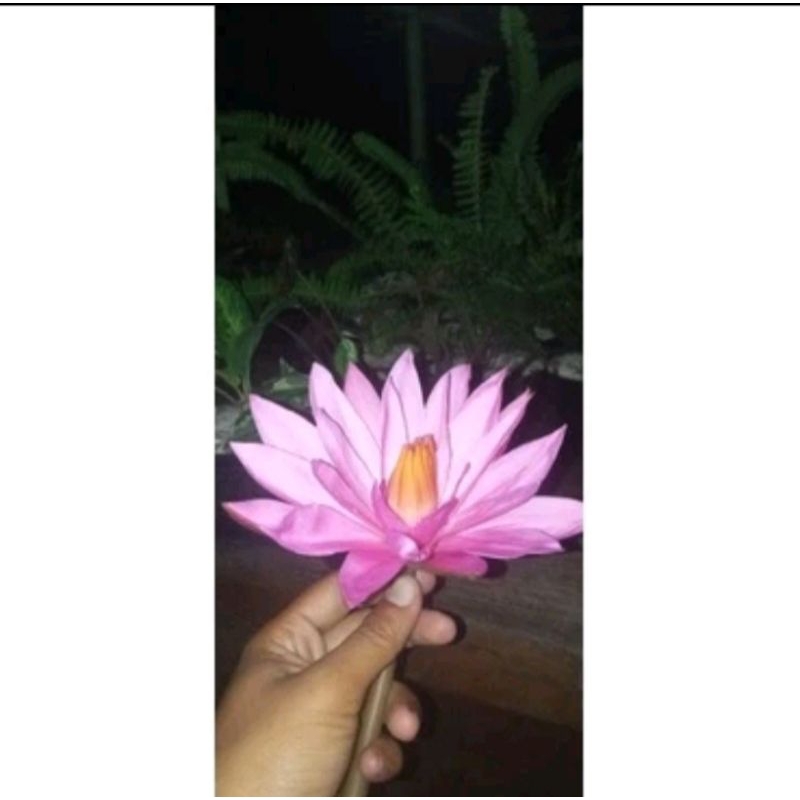 bunga teratai merah muda asli