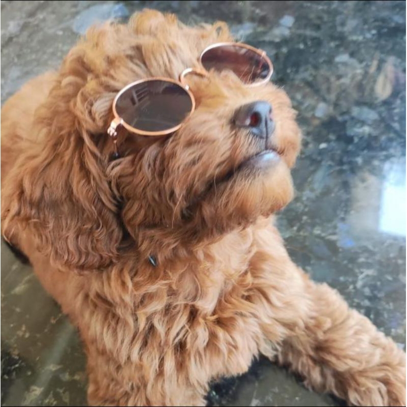 Photocard IVE Rei LD Withmuu Official