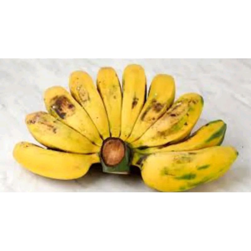 

pisang kepok persisir