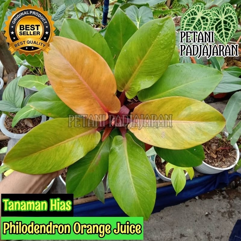 Tanaman Hias Philodendron Orange Juice - Philo Orange Juice