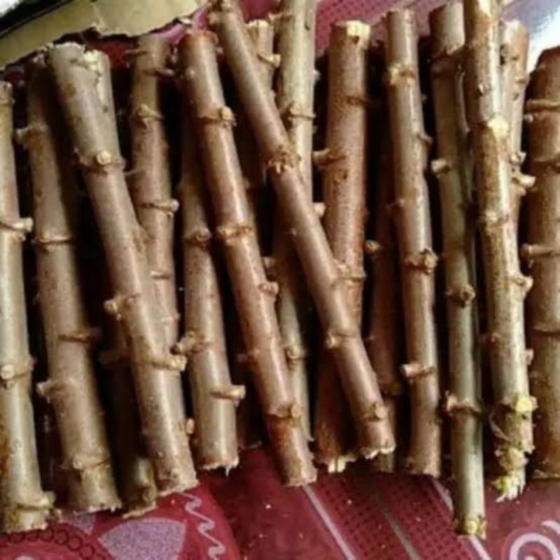 bibit pohon singkong kuning (kemasan 1kg)