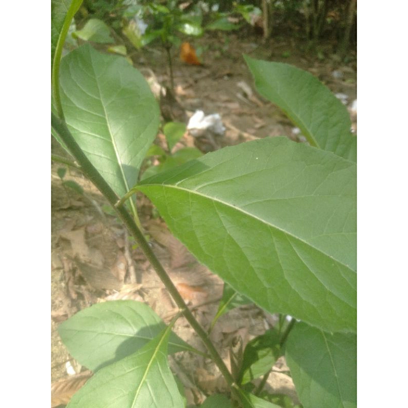 

Jual daun aprika atau daun sambung nyawa segar 1kg/bonus