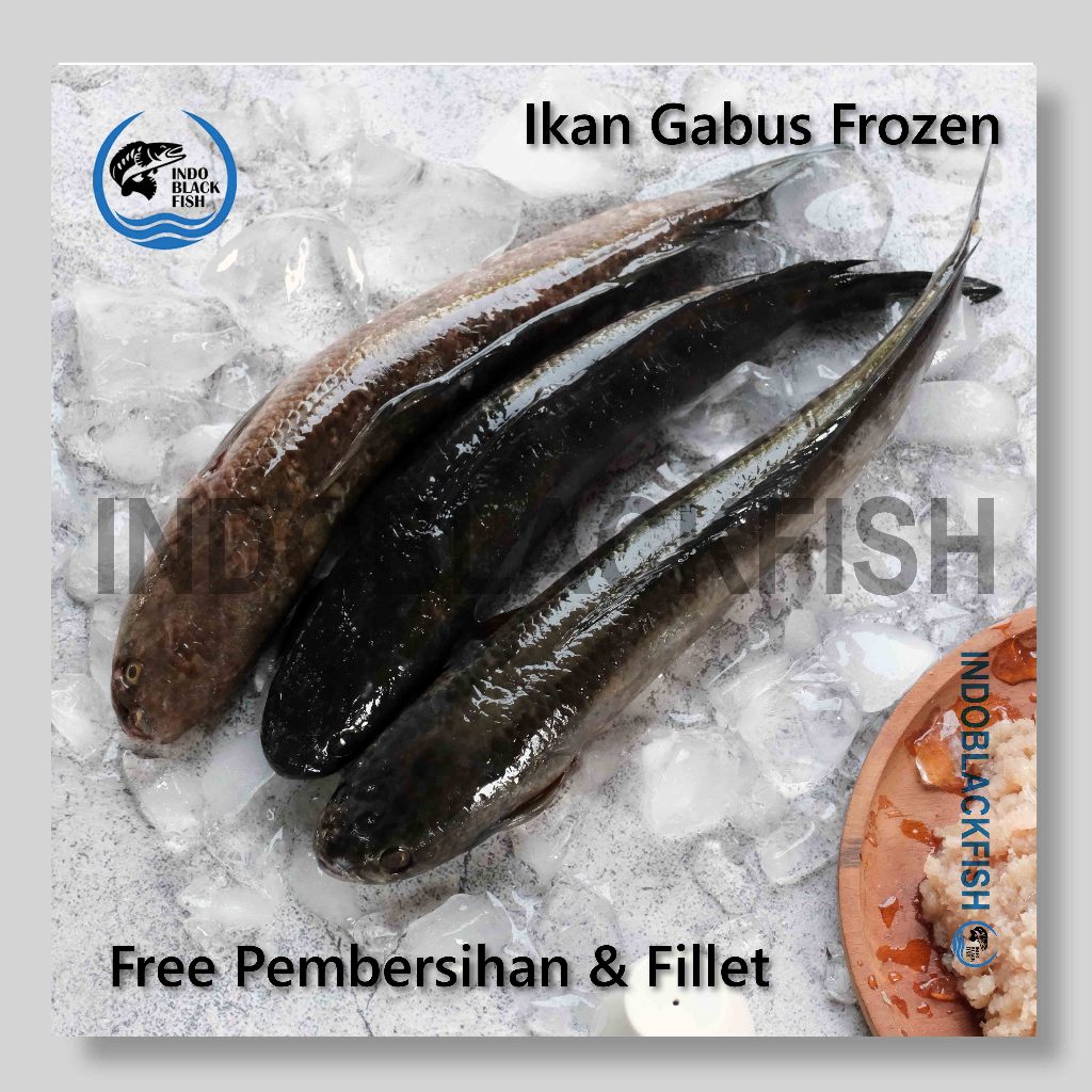 

Ikan Gabus Kutuk Haruan Frozen Bersih Obat Herbal Pasca Operasi
