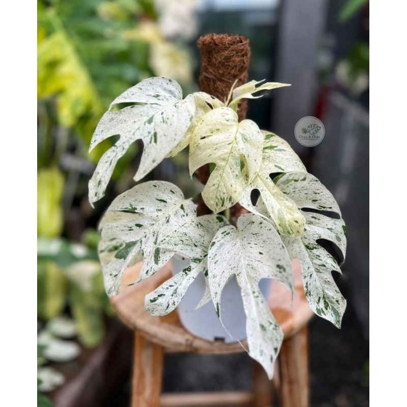 Epipremnum Pinnatum Marble Variegated Tanaman Hias Monsterea Variegata Murah