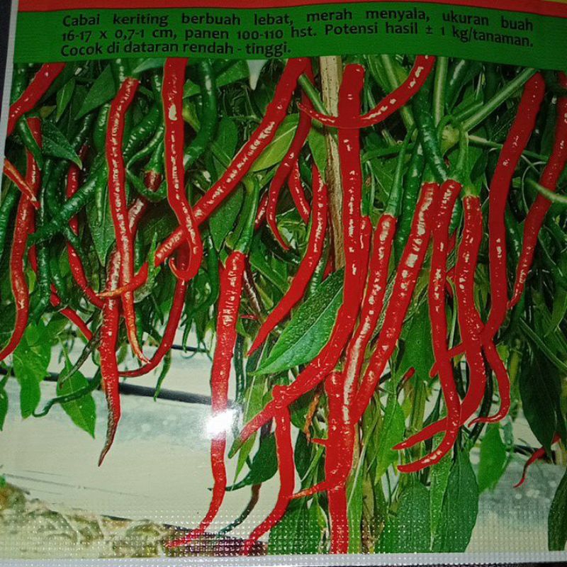 Benih Cabe Merah Keriting Benih Unggul