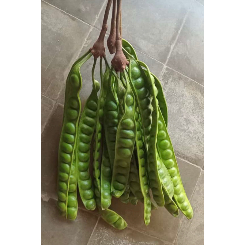 

pete murah petai murah 35rb 18-20 keris khusus jogja area saja