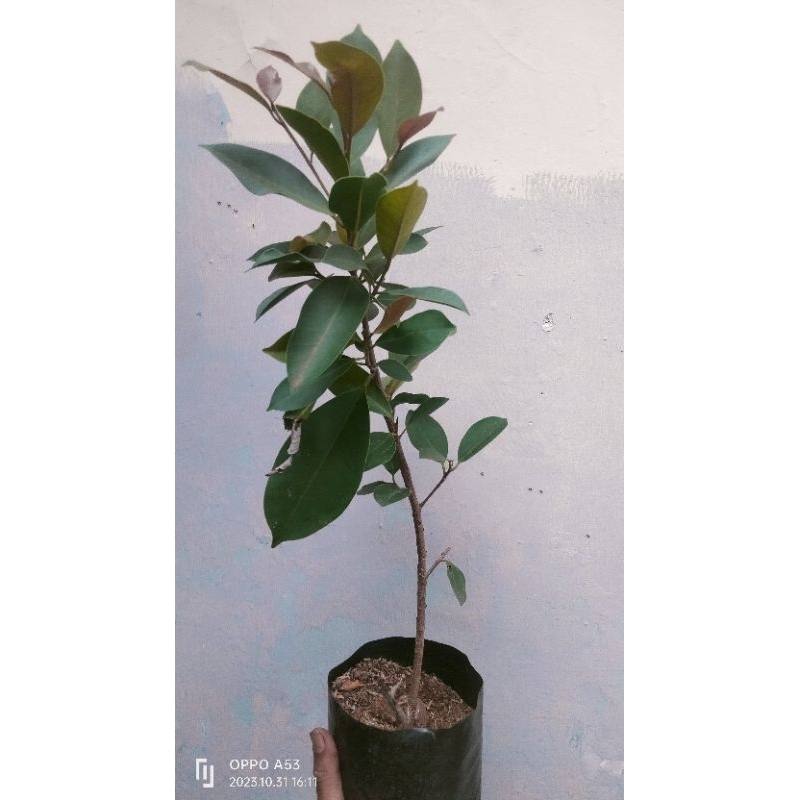 Bibit ficus iprik silver-pucuk merah 30-50cm