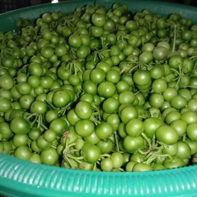 

Buah Leunca 1 KG Fresh Dipetik Saat Ada Pesanan