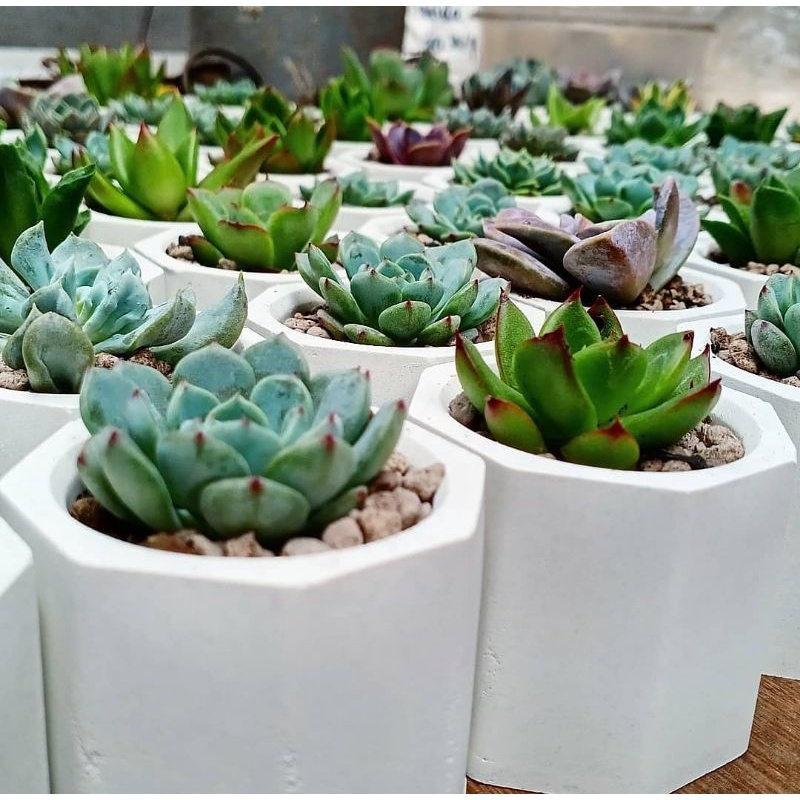 Pot Mini Aesthetic Gypsum Concrete Hexagonal Segi Delapan Pot Sukulen Lilin Mini Pot Minimalis Putih