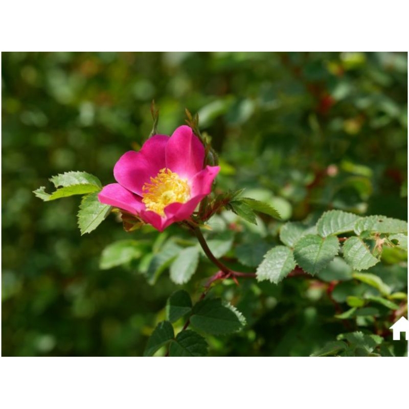 Mawar Liar(Wild Roses)