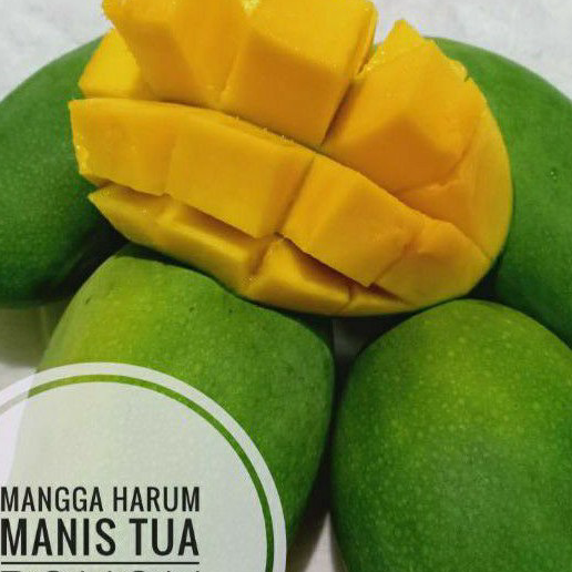 

DZKR5254 (C6369] BUAH MANGGA HARUM MANIS TUA POHON 1KG