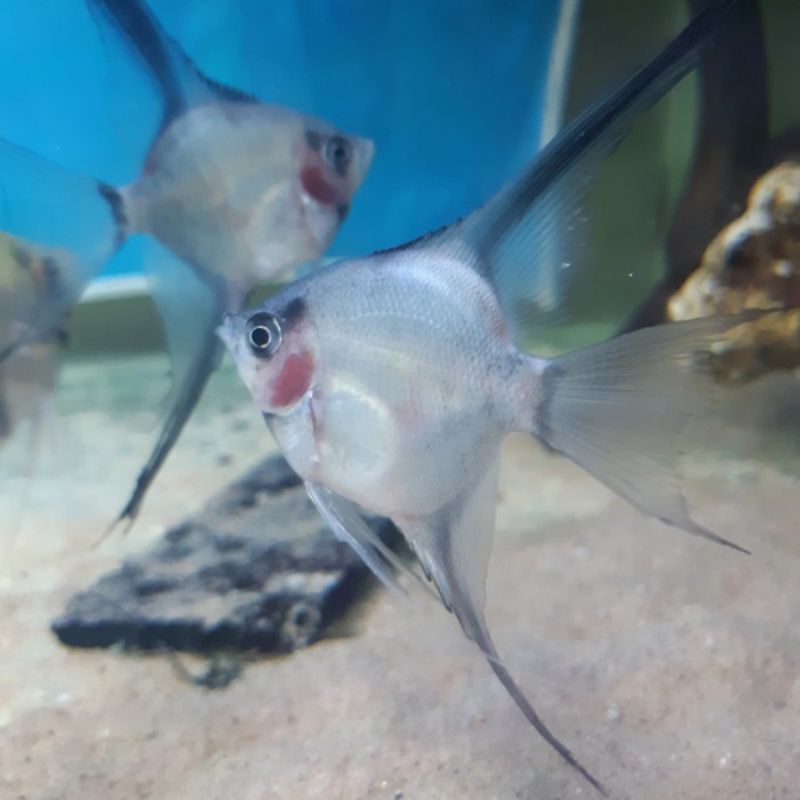 Manfish red cheek paket 10 ekor/Aksesoris kebutuhan akuarium