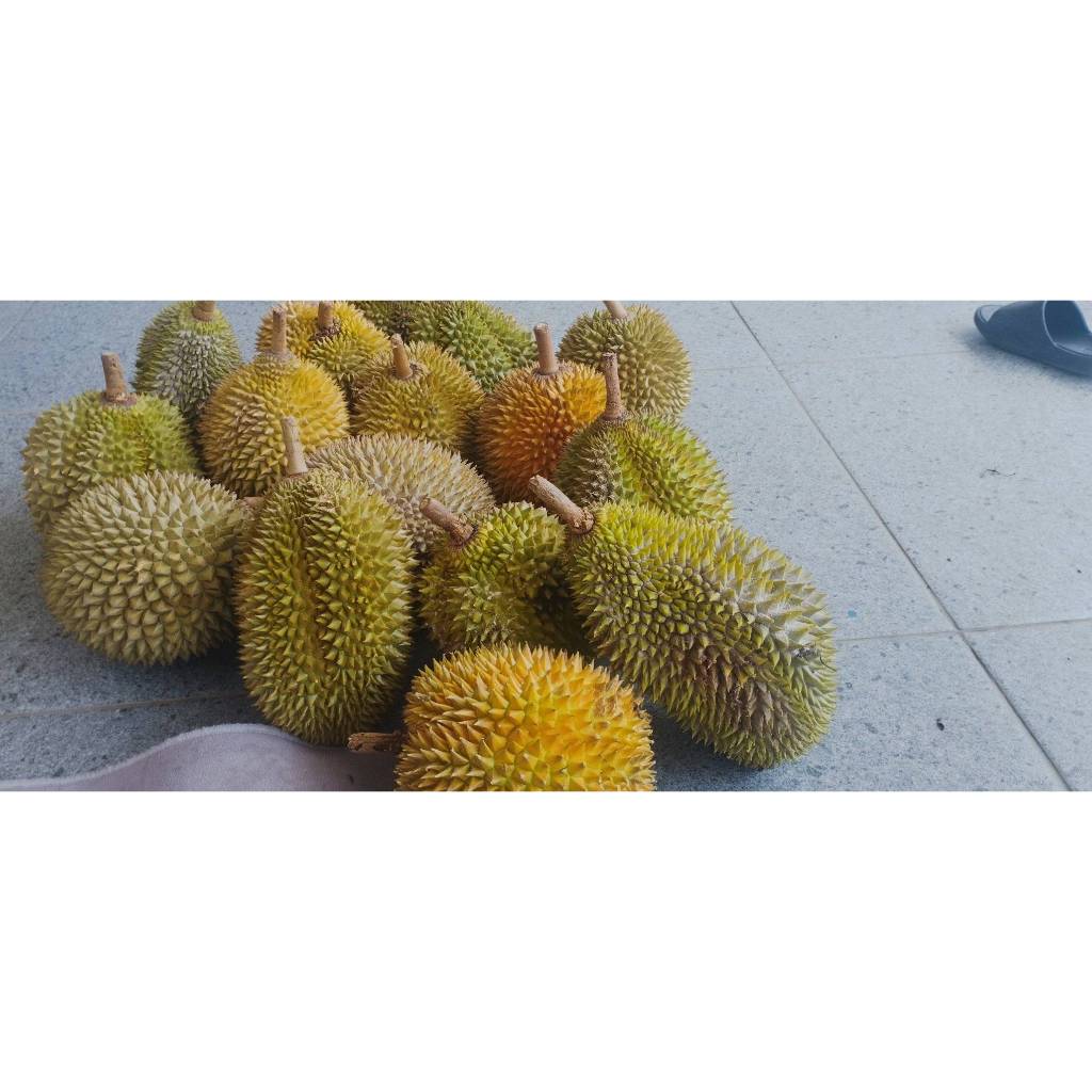 

Durian Lokal Purworejo Manis Legit Ukuran Sedang