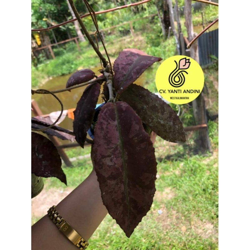 Hoya Undulata Red Splash