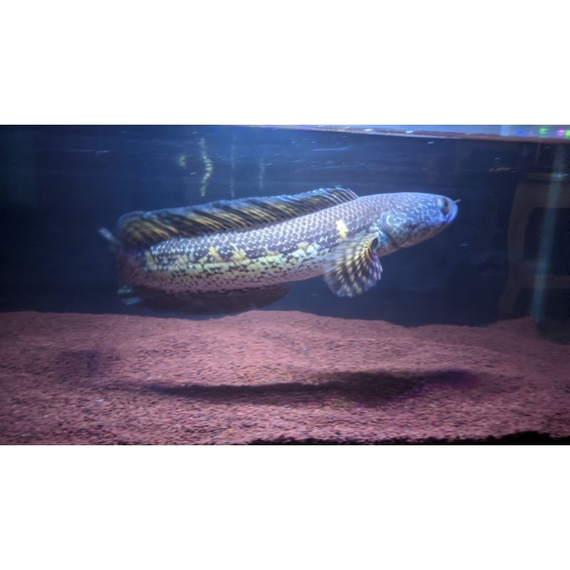 Chana Auranti ±30cm